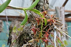 Epidendrum radioferens