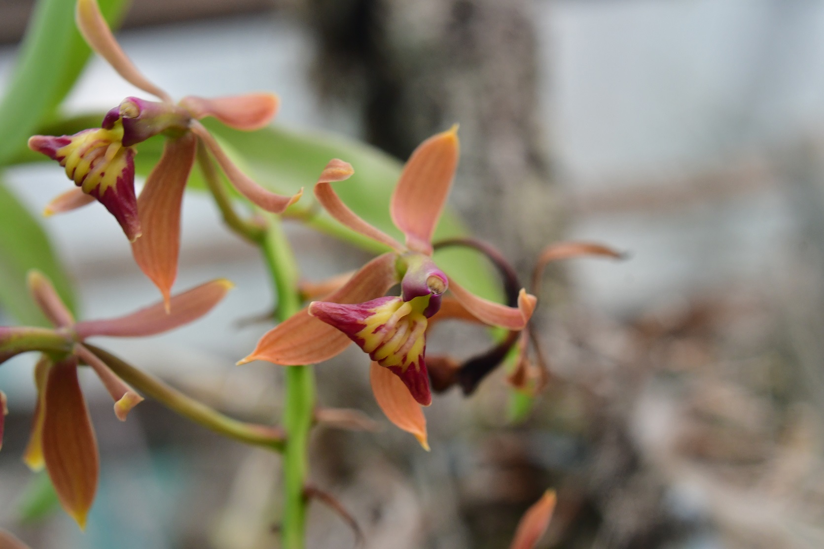 Epidendrum radioferens (Ames, F.T.Hubb. & C.Schweinf.) Hágsater 2
