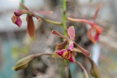 Epidendrum radioferens