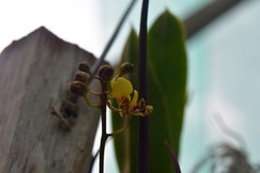 Trichocentrum ascendens