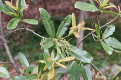 Quercus sebifera