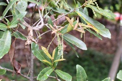 Quercus sebifera