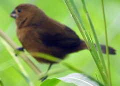 Thick-Billed Seed-Finch photo 2