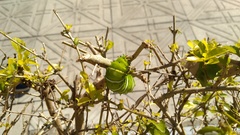 Rothschildia jacobaeae