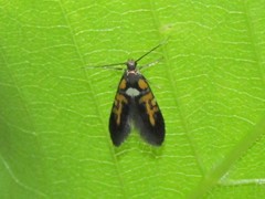Fabiola edithella