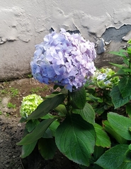 Hydrangea