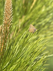 Callophrys augustinus