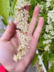 Prunus padus