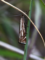 Xanthocrambus lucellus