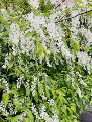 Prunus padus