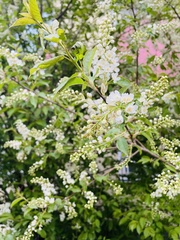 Prunus padus