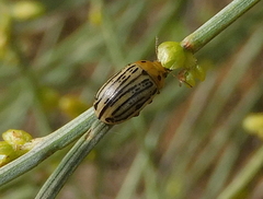 Gonioctena aegrota