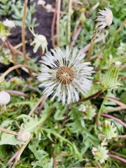 Taraxacum