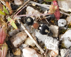 Ronisia barbarula