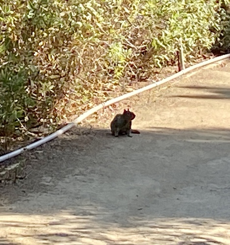 iNaturalist observation photo of California Ground Squirrel