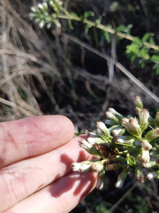 Baccharis racemosa
