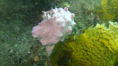 Pyura spinifera