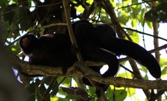 Chiropotes albinasus
