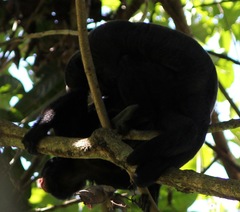 Chiropotes albinasus