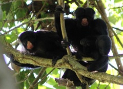 Chiropotes albinasus