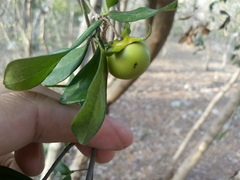 Diospyros anisandra