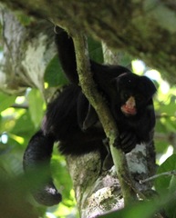 Chiropotes albinasus