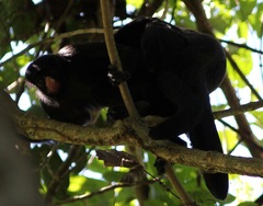 Chiropotes albinasus