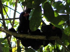 Chiropotes albinasus