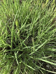 Bouteloua dactyloides