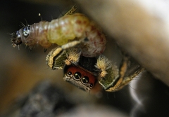 Habronattus pyrrithrix
