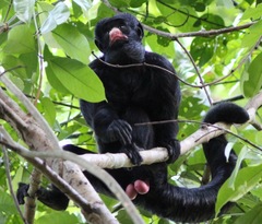 Chiropotes albinasus