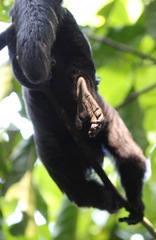 Chiropotes albinasus