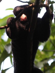 Chiropotes albinasus