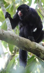 Chiropotes albinasus