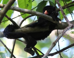 Chiropotes albinasus