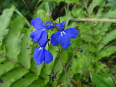 Lobelia erinus