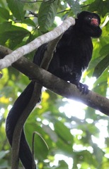Chiropotes albinasus