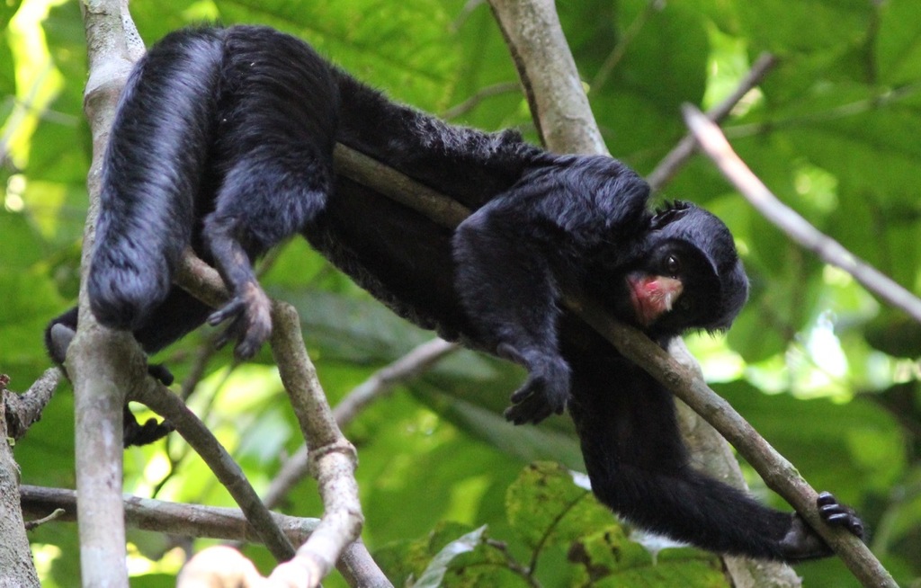 Red-nosed Bearded Saki (Chiropotes albinasus)