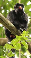 Chiropotes albinasus