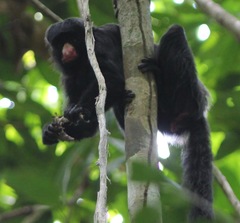 Chiropotes albinasus