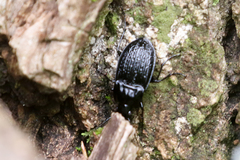 Dicaelus sculptilis