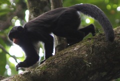 Chiropotes albinasus