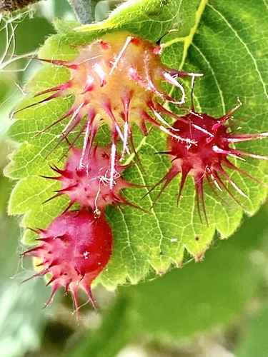 iNaturalist observation photo of Spiny Leaf Gall Wasp