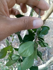 Diospyros anisandra