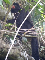 Chiropotes albinasus