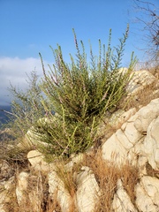 Sairocarpus multiflorus
