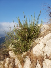 Sairocarpus multiflorus