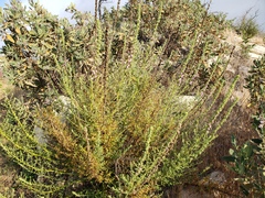 Sairocarpus multiflorus