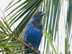 Cyanocorax caeruleus