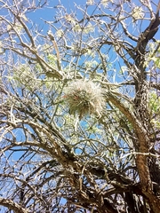 Tillandsia arroyoensis